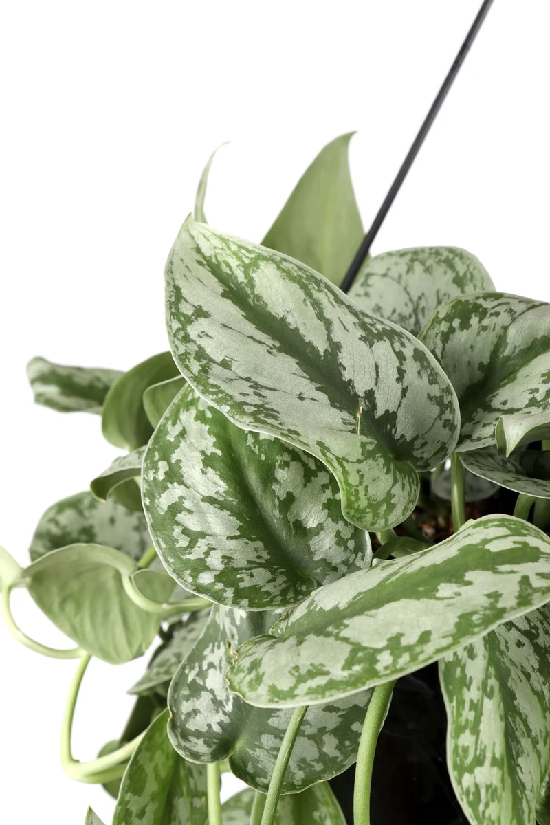 Scindapsus pictus trebie (Gefleckte Efeutute) (M)