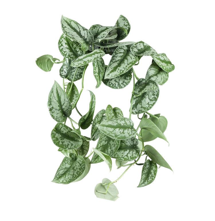 Scindapsus pictus trebie (Gefleckte Efeutute) (M)