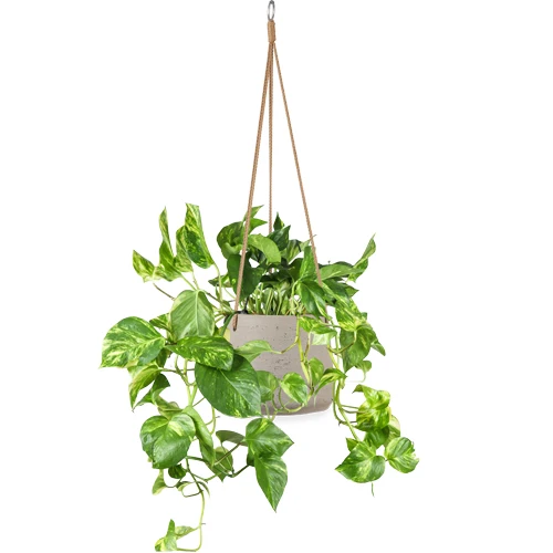 Epipremnum aureum (Efeutute) (M) P20