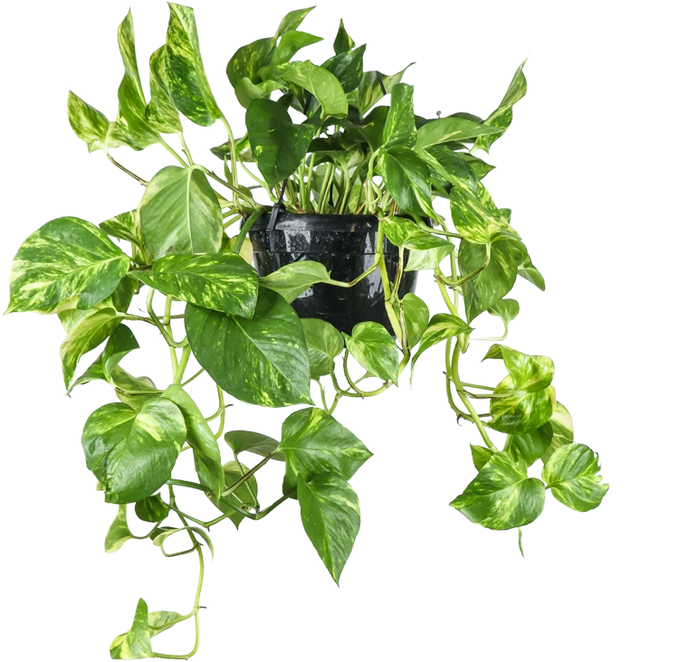 Epipremnum aureum (Efeutute) (M) P20