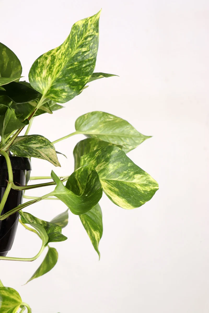 Epipremnum aureum (Efeutute) (M) P20