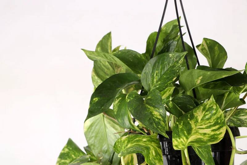 Epipremnum aureum (Efeutute) (M) P20