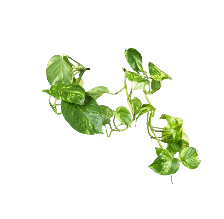 Epipremnum aureum (Efeutute) (M) P20