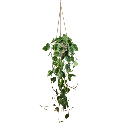 Philodendron scandens (Kletter-Philodendron) (M)