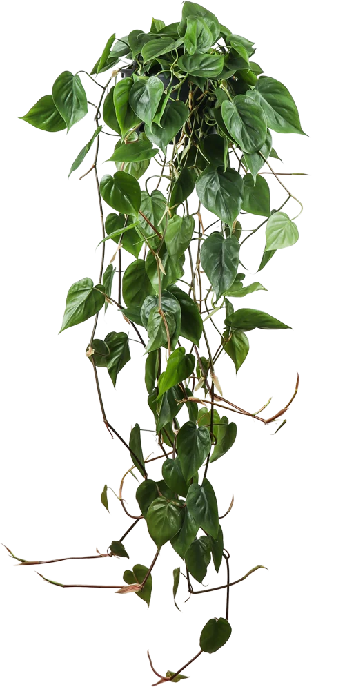 Philodendron scandens (Kletter-Philodendron) (M)