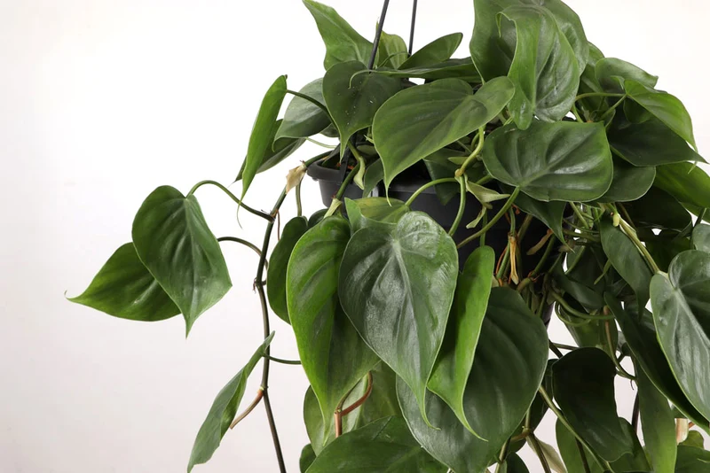 Philodendron scandens (Kletter-Philodendron) (M)