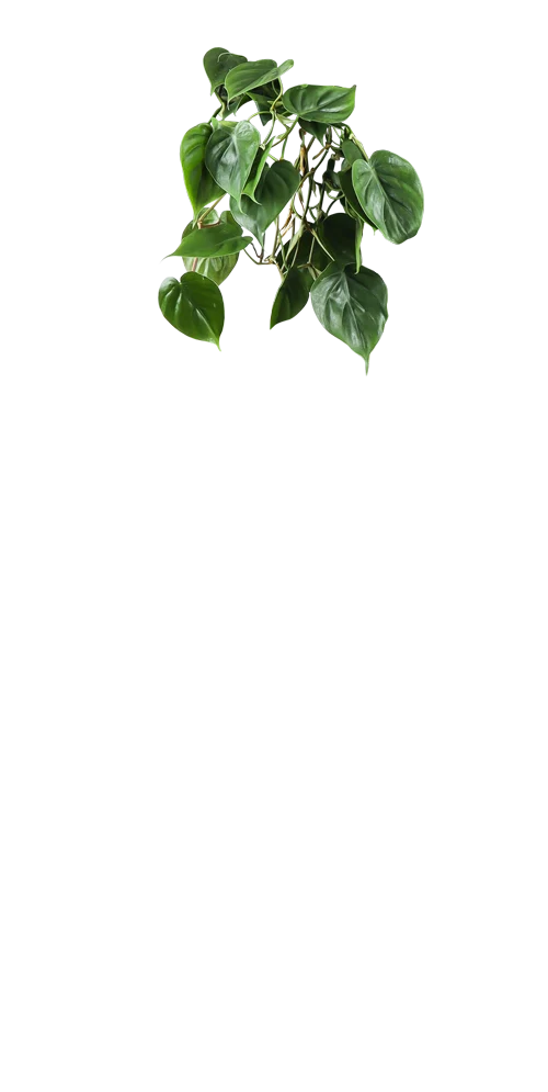 Philodendron scandens (Kletter-Philodendron) (M)