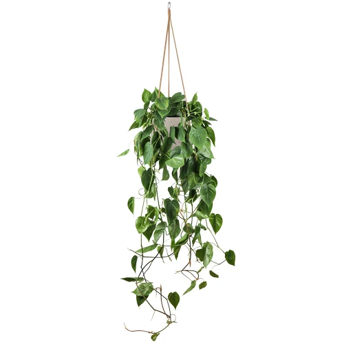 Philodendron scandens (Kletter-Philodendron) (M)