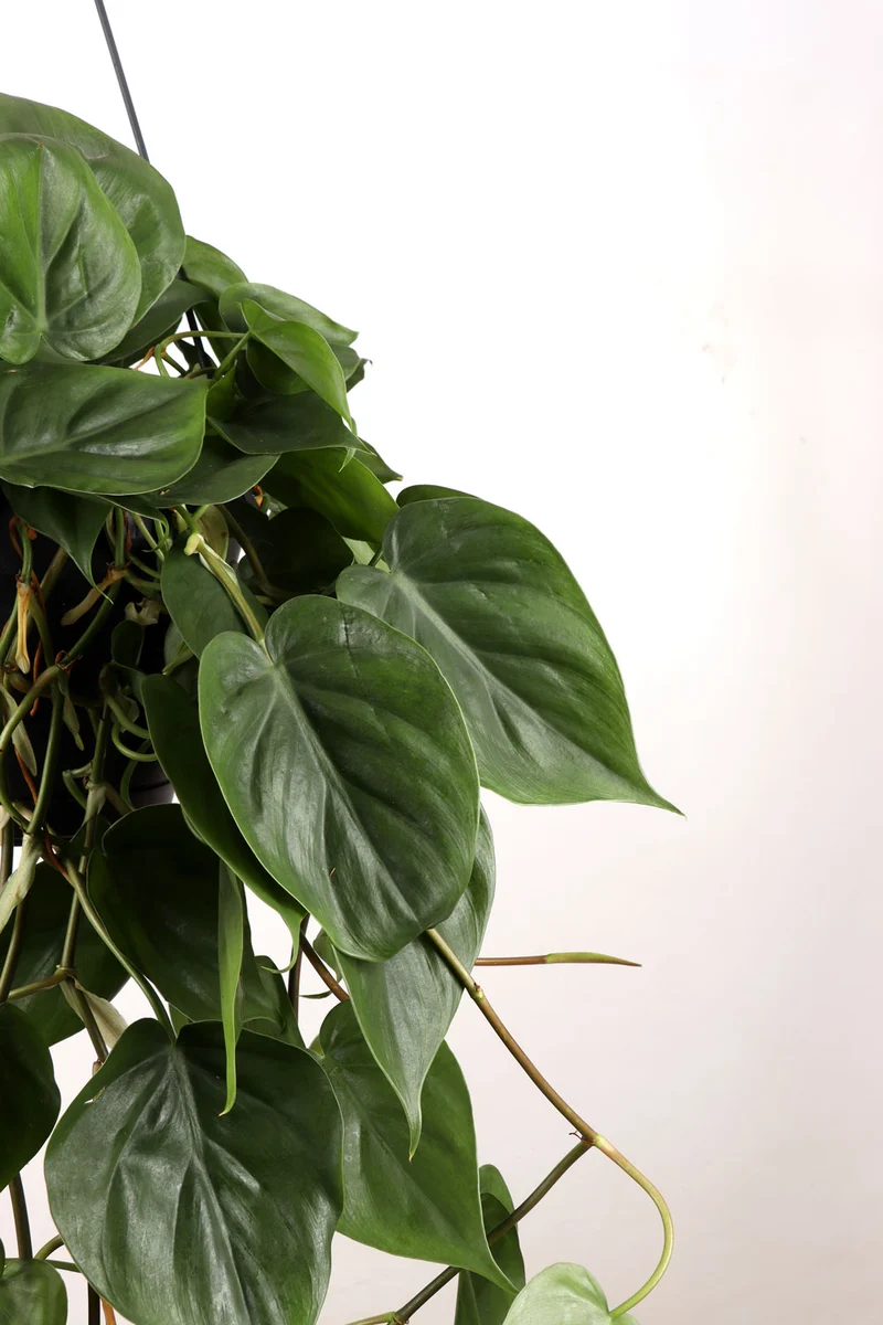 Philodendron scandens (Kletter-Philodendron) (M)
