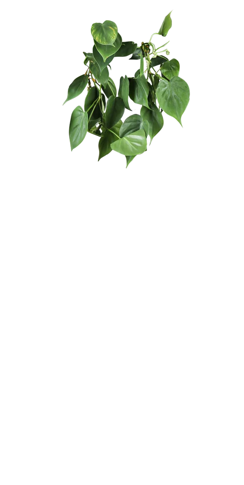 Philodendron scandens (Kletter-Philodendron) (M)