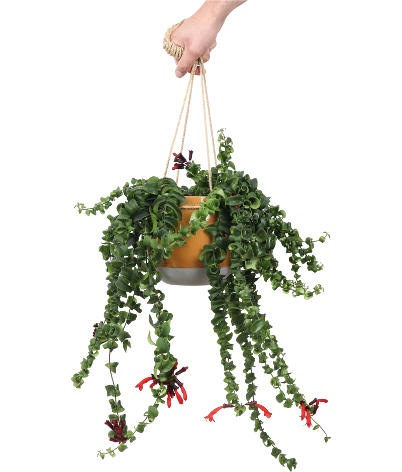 Aeschynanthus Rasta (Schamblume) (M)