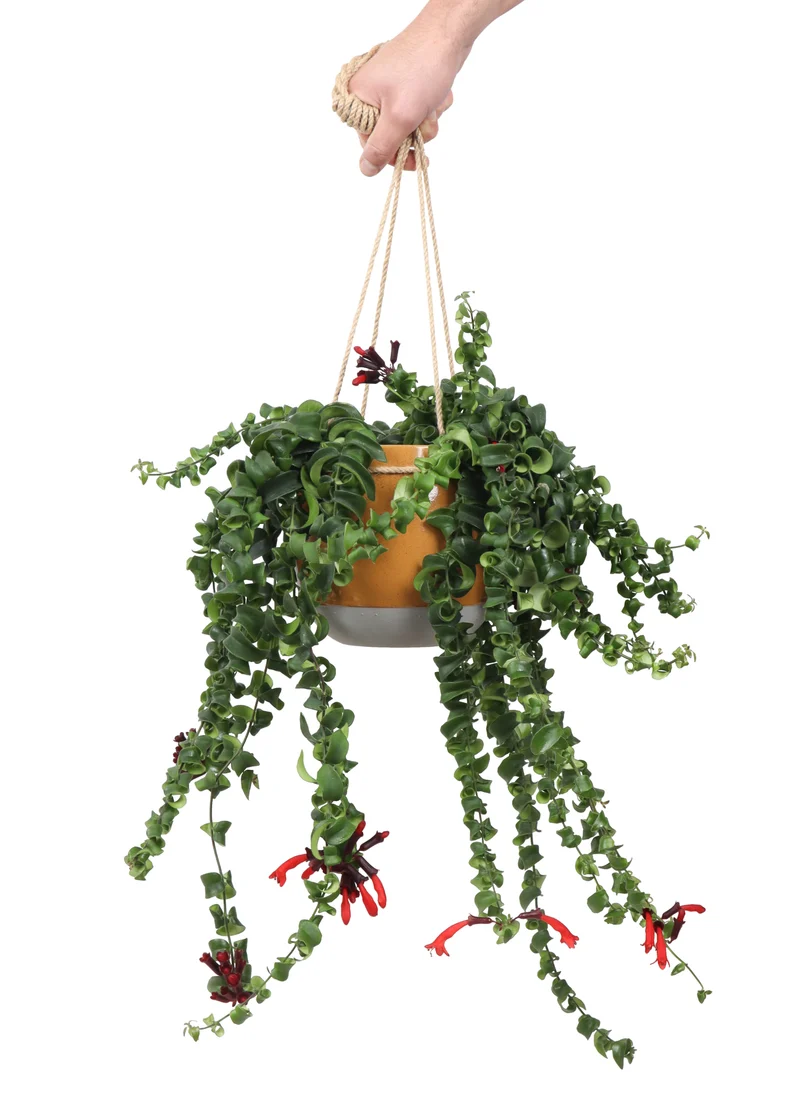 Aeschynanthus Rasta (Schamblume) (M)