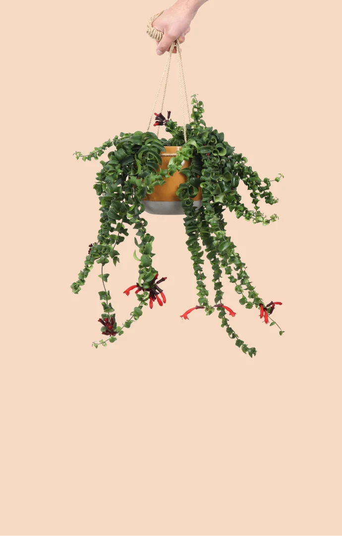 Aeschynanthus Rasta (Schamblume) (M)