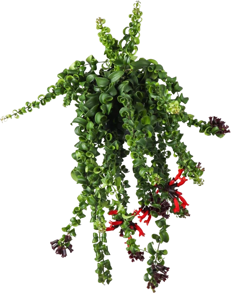 Aeschynanthus Rasta (Schamblume) (M)
