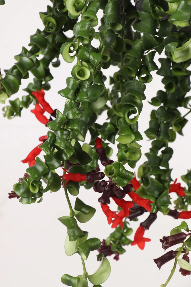 Aeschynanthus Rasta (Schamblume) (M)