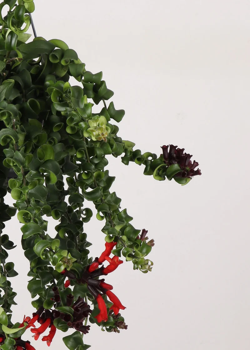Aeschynanthus Rasta (Schamblume) (M)