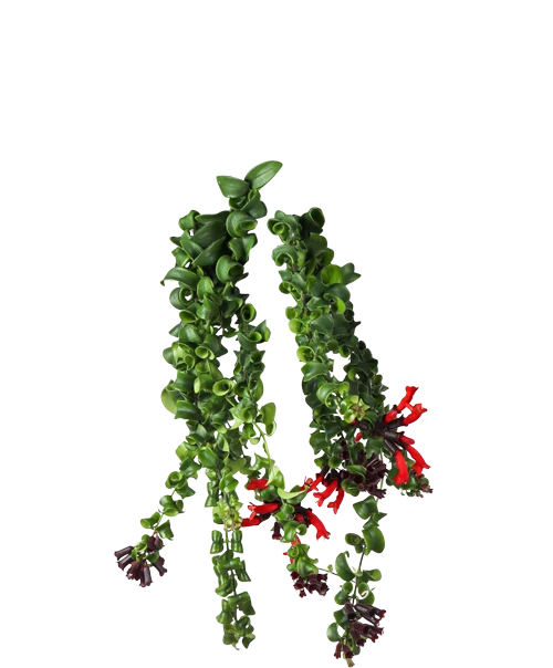 Aeschynanthus Rasta (Schamblume) (M)