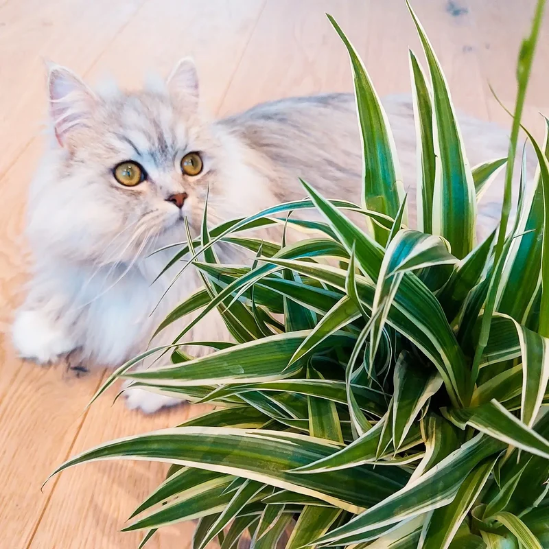 Hängende Katzenliebe