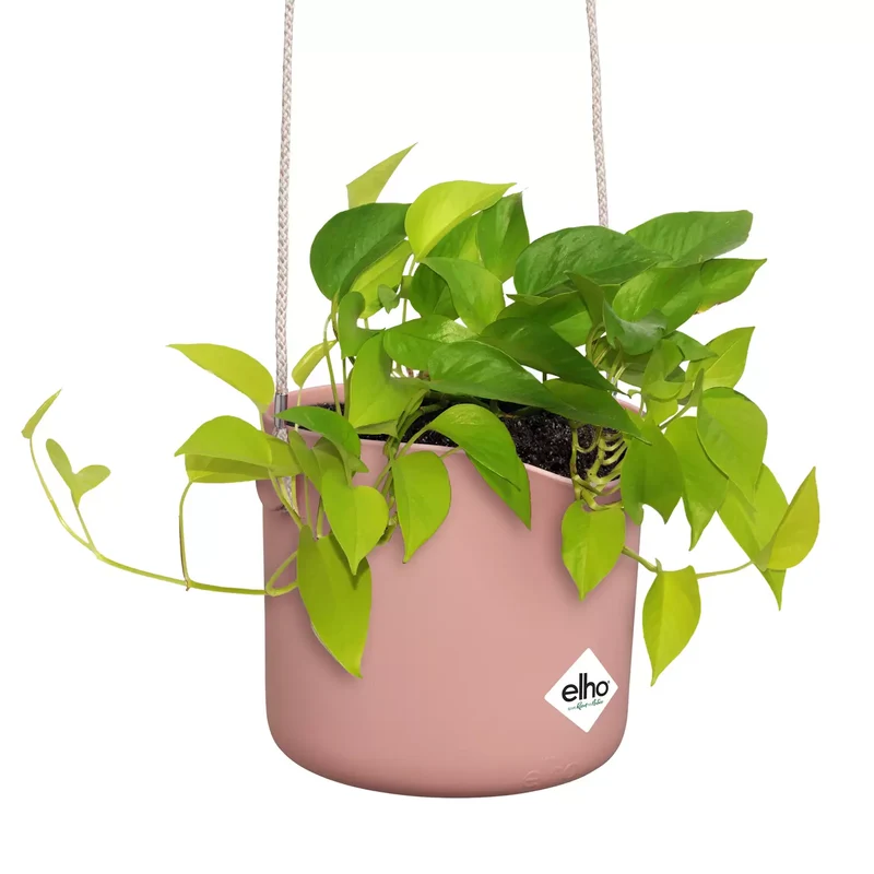 B.for Swing (18cm)