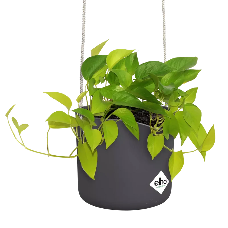 B.for Swing (18cm)