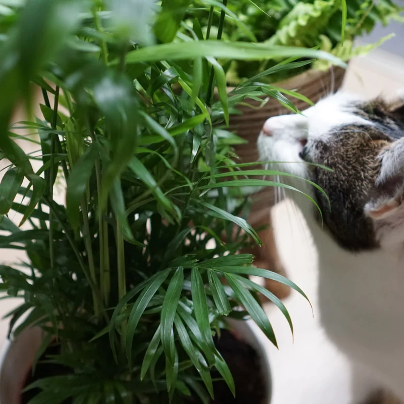 4er Box Katzenliebe
