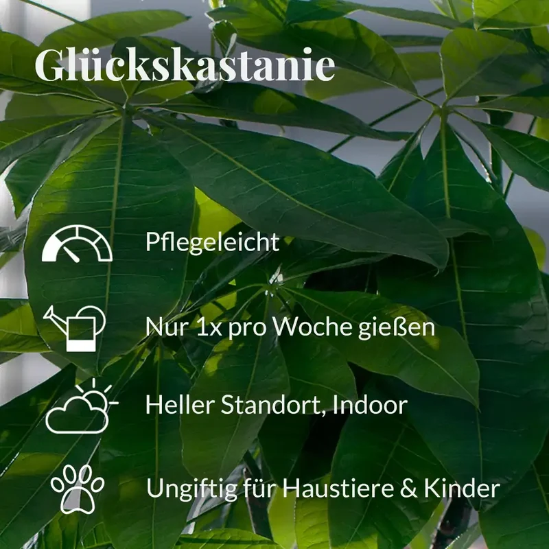 Glückskastanie No.17