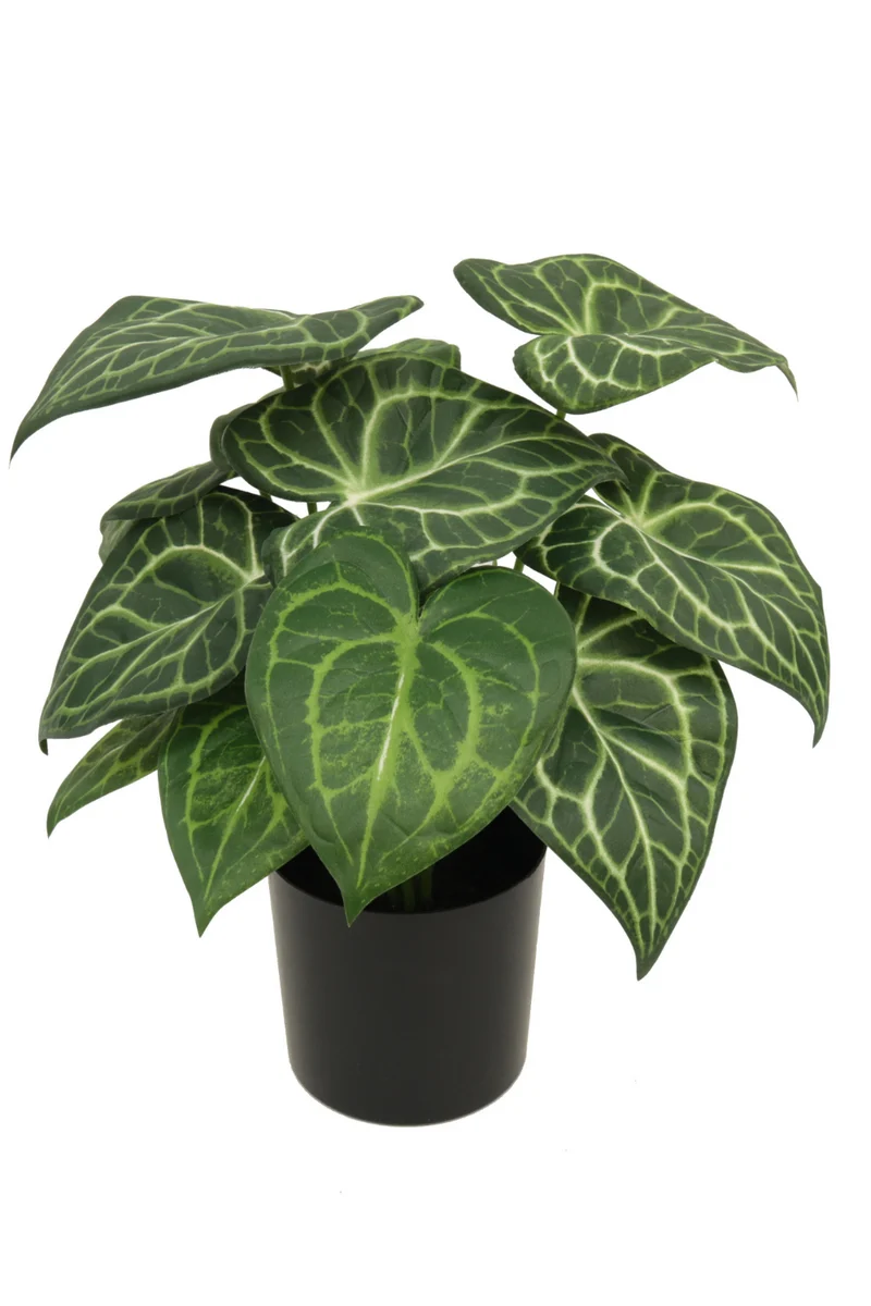 Syngonium Kunstpflanze 30cm