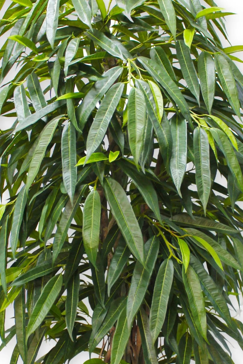 Longifolia Kunstpflanze 180 cm