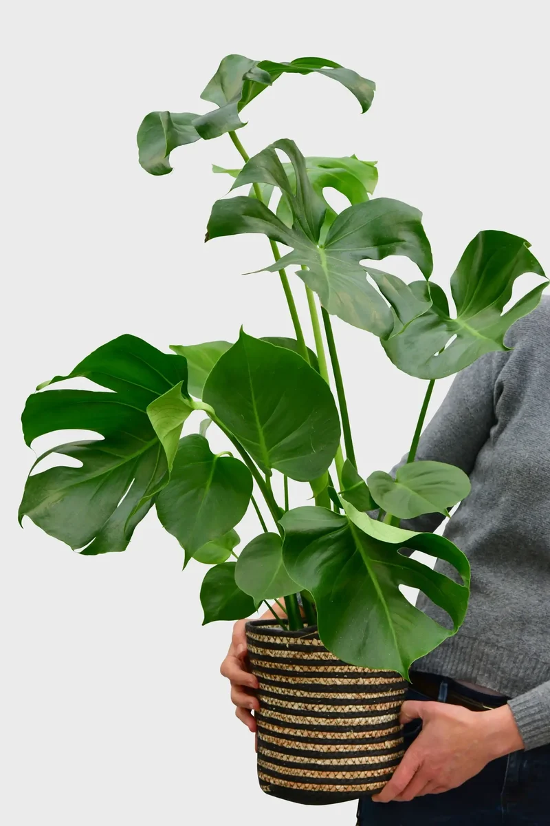 Große Monstera, 90cm
