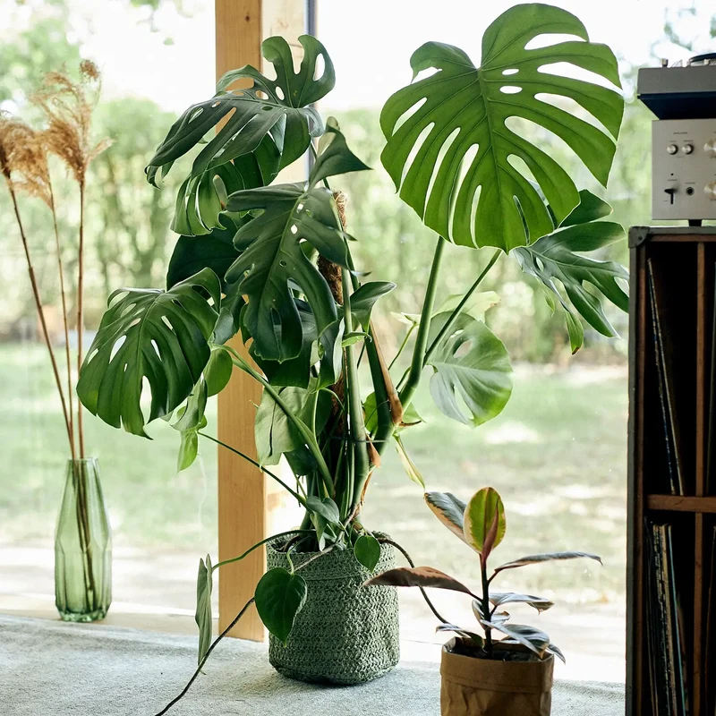 Große Monstera, 90cm
