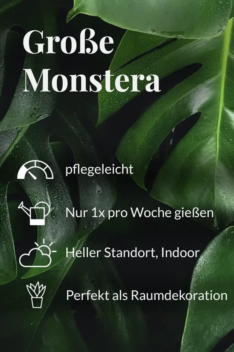 Große Monstera, 90cm