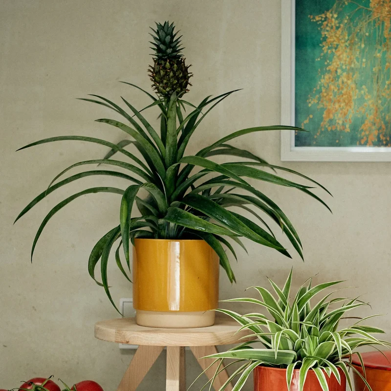 Zierananas No.12