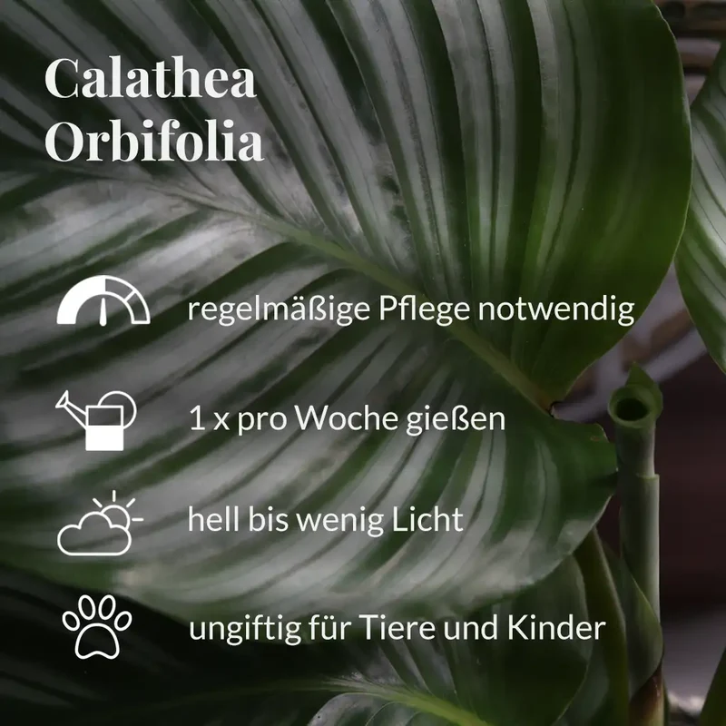 SPECIAL OFFER Calathea Orbifolia No.19