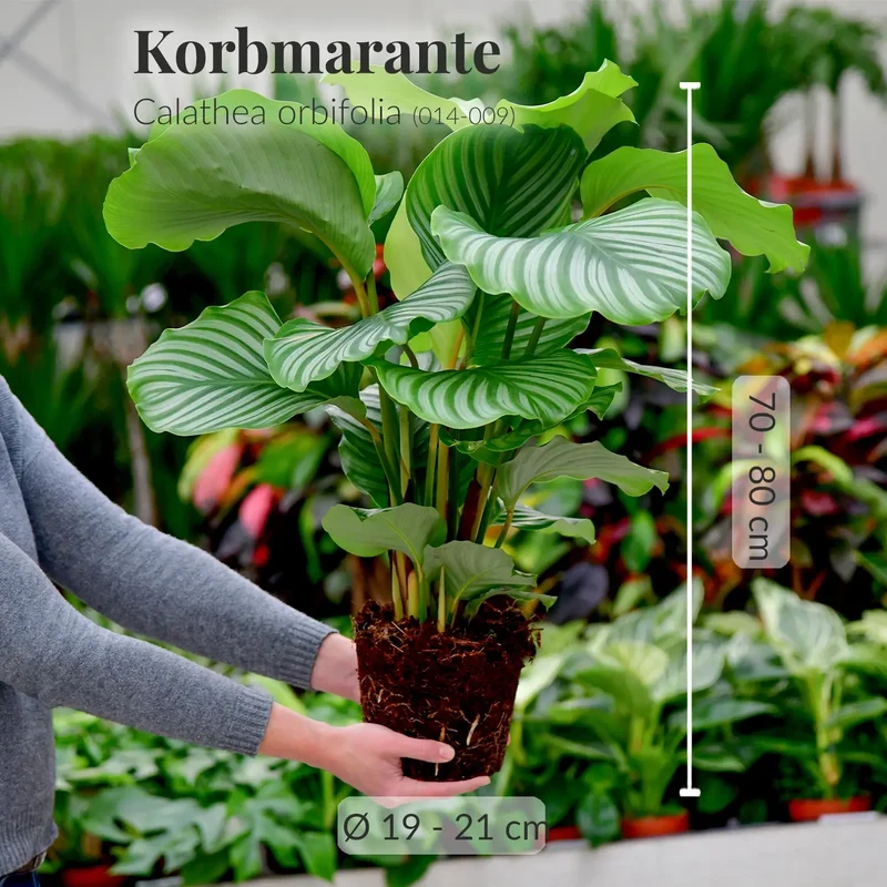 SPECIAL OFFER Calathea Orbifolia No.19