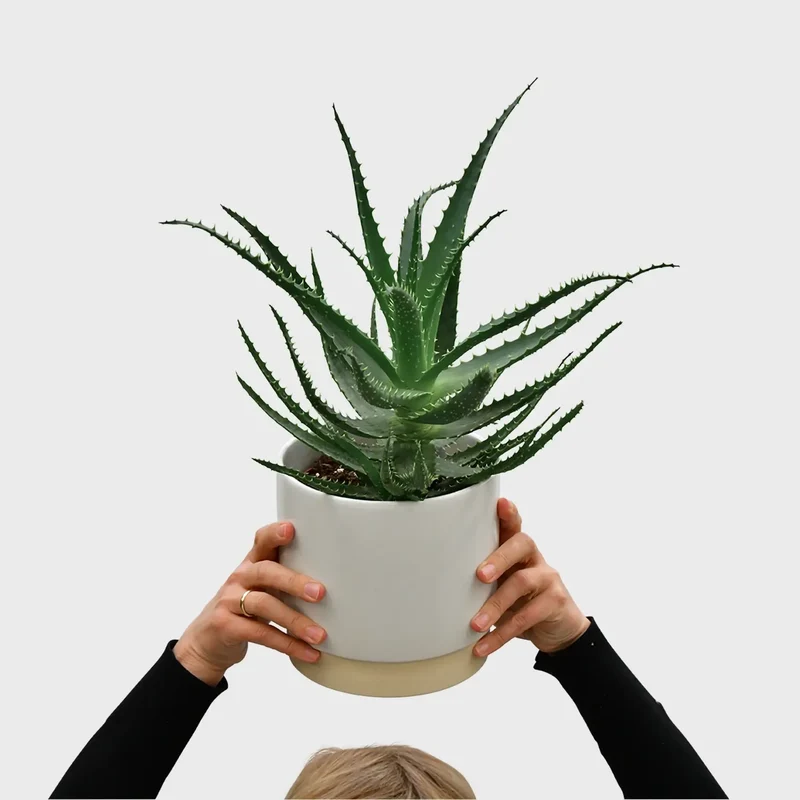 Aloe Aborescens