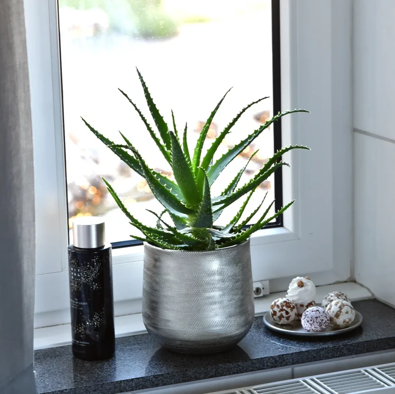 Aloe Aborescens