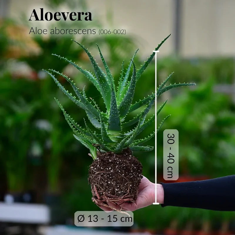 Aloe Aborescens