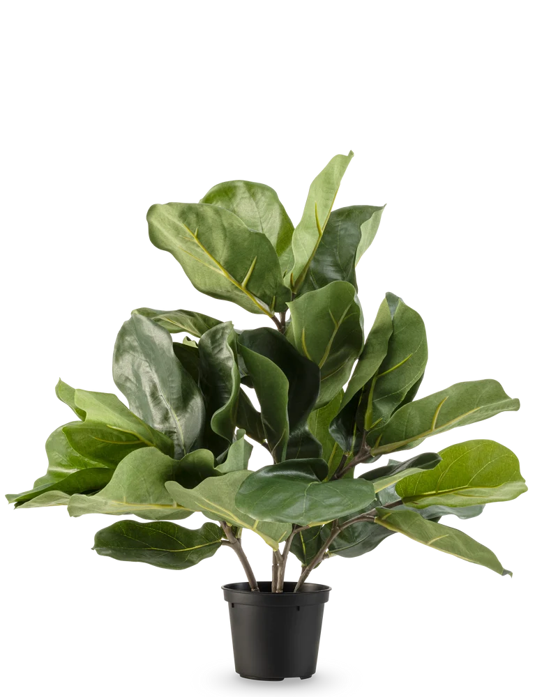 Tabakpflanze Fiddle Leaf 45 cm
