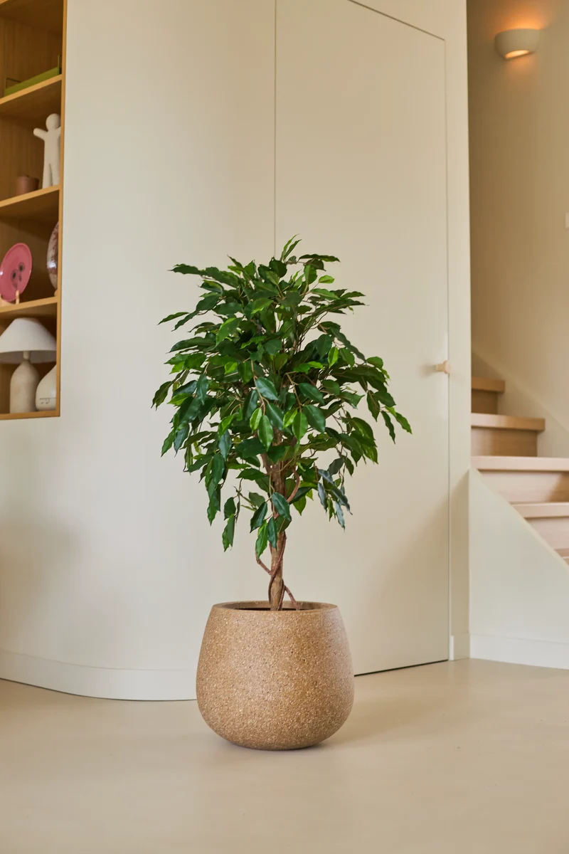 Künstliche Pflanze Ficus Grün 120 cm