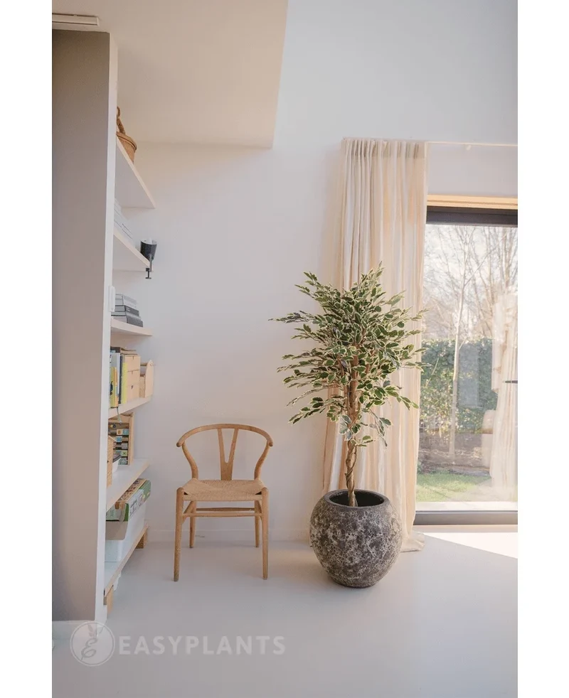 Künstliche Pflanze Ficus Fur 150 cm