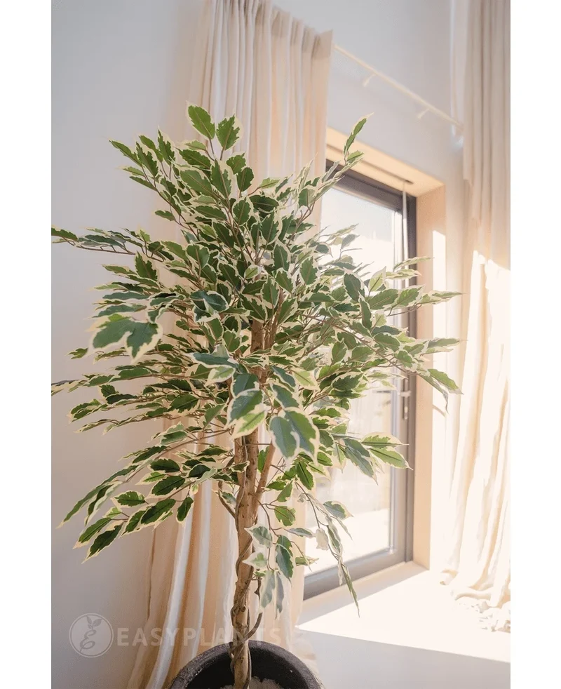 Künstliche Pflanze Ficus Fur 150 cm
