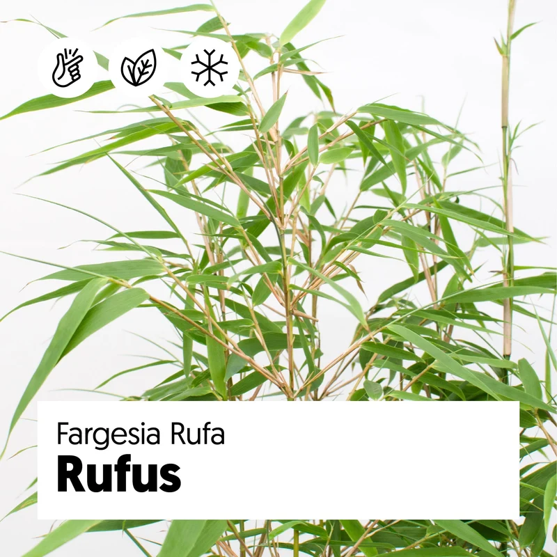 Fargesia rufa (Bambus) (L)