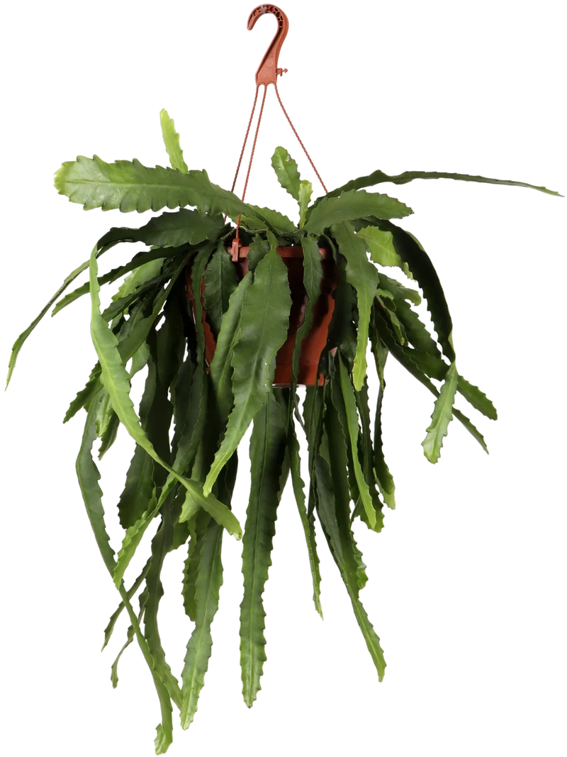 Epiphyllum pumilum (Zwergiger Blattkaktus) (M)