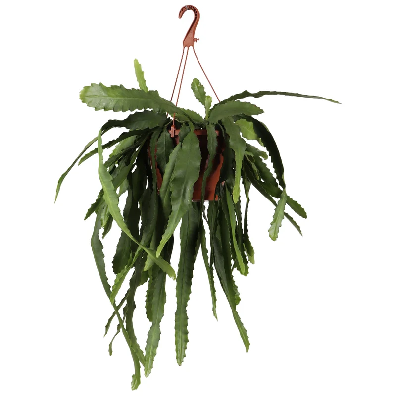 Epiphyllum pumilum (Zwergiger Blattkaktus) (M)