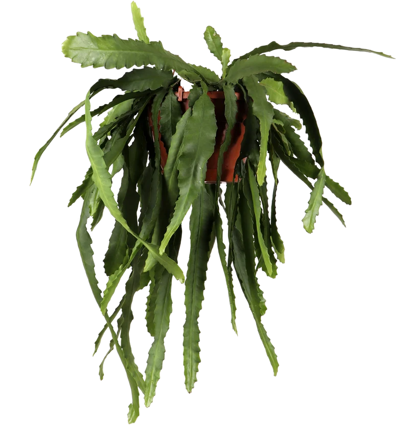 Epiphyllum pumilum (Zwergiger Blattkaktus) (M)