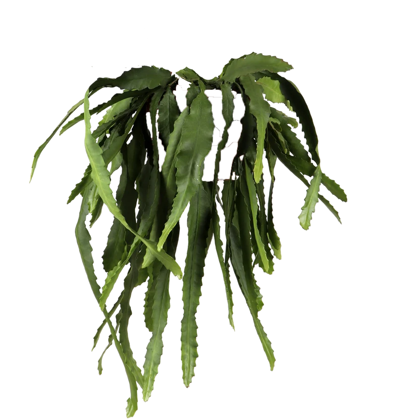Epiphyllum pumilum (Zwergiger Blattkaktus) (M)