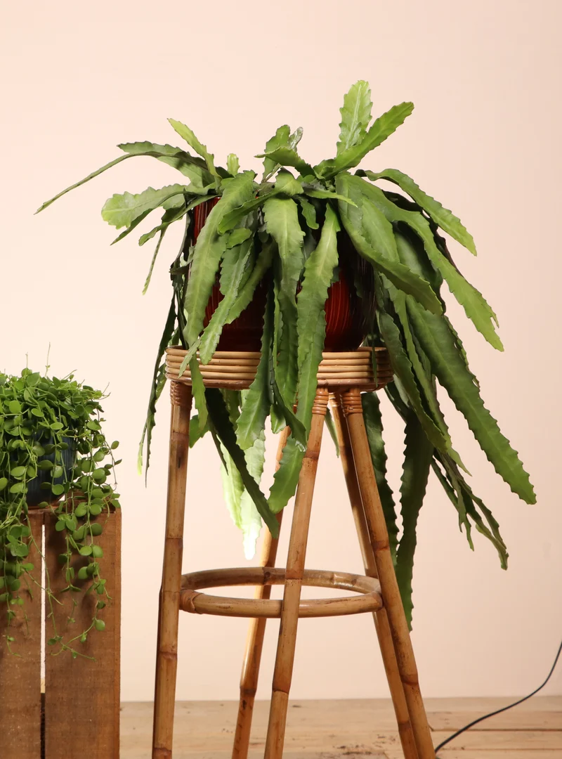 Epiphyllum pumilum (Zwergiger Blattkaktus) (M)