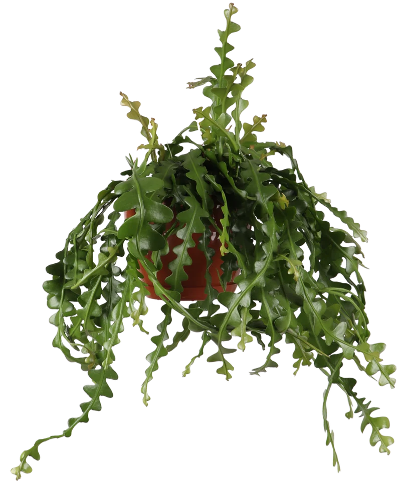 Epiphyllum anguliger (Sägeblattkaktus) (M)