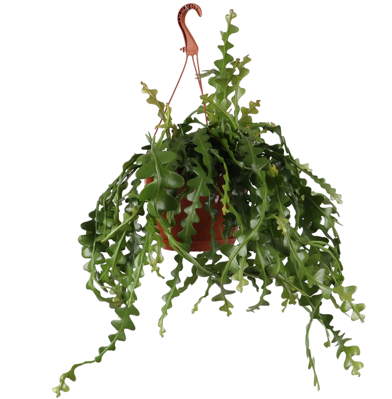 Epiphyllum anguliger (Sägeblattkaktus) (M)