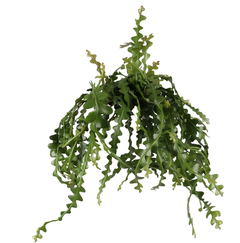 Epiphyllum anguliger (Sägeblattkaktus) (M)